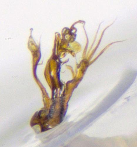 Hydraena assimilis